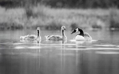 Canada goose with goslings in a tranquil lake.