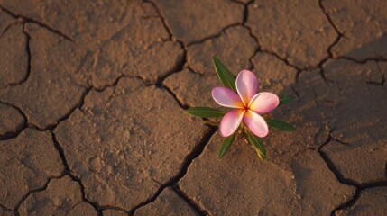 Vibrant Flower Grows from Cracked Ground in Low-Resolution Image