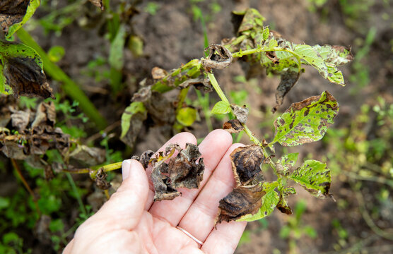 Woman hand showing damaged potato leaves. Phytophthora infestans
Late blight of potato. A dangerous disease is destroying the potato crop in summer.