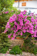 Traditional stone courtyard with blooming bougainvillea in Osor, Croatia