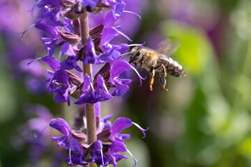 close-up of a honey bee (anthophila) flying towards blue and purple sage blossoms (salvia nemorosa)