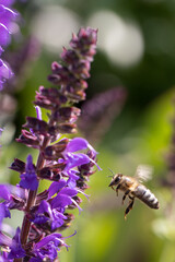 close-up of a honey bee (anthophila) flying towards blue and purple sage blossoms (salvia nemorosa)