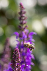 close-up of a honey bee (anthophila) flying towards blue and purple sage blossoms (salvia nemorosa)