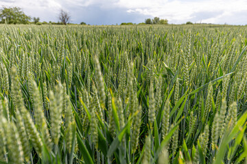 Green wheat field growing under cloudy sky in spring