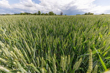 Green wheat field growing under cloudy sky in spring