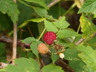 Ripening Red and Golden Raspberries with Green Foliage in a Garden