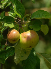 Young Green Apples with Red Blushes Growing on a Tree Branch