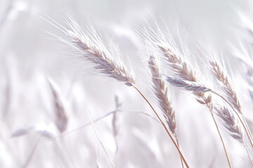 Gentle Pastel Field Of Wheat At Dawn