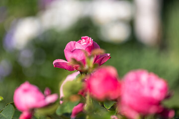 Red roses in sunlight blooming in a garden