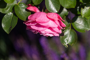 Red rose in sunlight blooming in a garden
