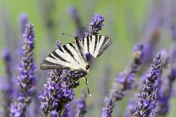 Iphiclides podalirius L. aka The scarce swallowtail. Rare butterfly in Czech republic perched on levander. Injured wings.