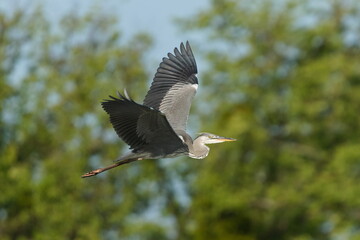 Ardea cinerea aka grey heron in flight isolated on blurred green background. Huge wings spread. Nice detail of plumage on the wings. Heron with injured beak.
