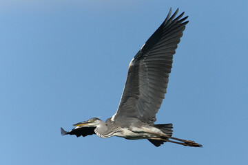 Obraz premium Ardea cinerea aka grey heron in flight. Huge wings spread. Nice detail of plumage on the wings. Heron with injured beak.