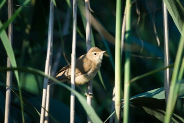 Acrocephalus arundinaceus aka The great reed warbler baby perched on the top of the reed. Common bird in Czech republic.