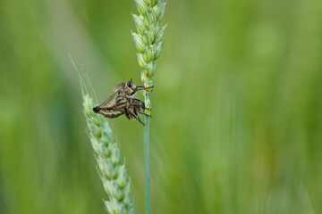 Predatory fly Asilidae aka robber fly also called assassin fly mating.