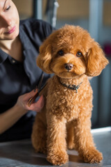 Professional Dog Groomer Styling Adorable Toy Poodle Puppy in Modern Pet Salon