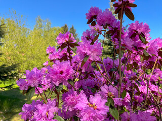 In the summer, cherry blossoms bloom in the National Botanical Garden of Minsk.