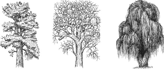 Collection hand drawn big trees in sketch style. Monochrome vintage artistic design art illustration.