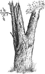 Trunk of large tree with bark in hand draw sketch style. Monochrome vector illustration.