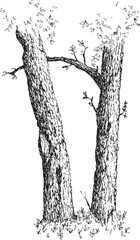 Trunk of large tree with bark in hand draw sketch style. Monochrome vector illustration.