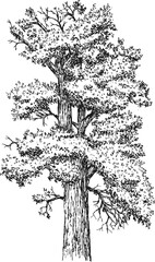 Hand drawn tall big tree in sketch style. Monochrome vintage artistic design, vector illustration.