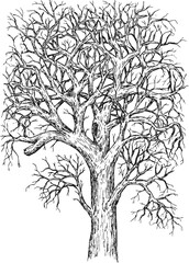 Vector hand drawn tall big dead tree in sketch style. Monochrome vintage artistic design art illustration.