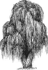 Vector hand drawn willow in sketch style. Monochrome tall big tree. Vintage artistic design art illustration.