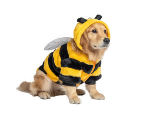 Golden retriever dog wearing yellow and black striped bee costume with wings and hood, sitting calmly and looking attentive in playful outfit for pets
