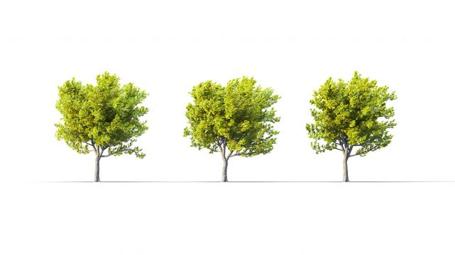 Summer trees swaying in the strong wind. Isolated 3D realistic tree swaying to the wind with alpha matte layer for transparency in the background.