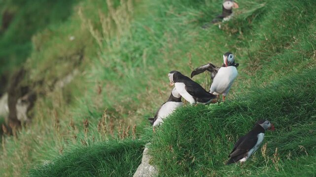비에 젖은 절벽 위, 조용히 앉아 있는 퍼핀 떼 | 페로 제도 자연 다큐
| Soaked Puffins Resting on Rainy Cliffs | Faroe Islands Nature Documentary