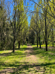 Beautiful summer landscapes in one of Minsk's parks