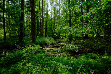 Late springtime deciduous forest by Perebel River