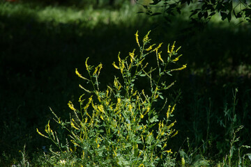 Wild medicinal herb with slender yellow flowers and lush greenery thriving in its natural summer...