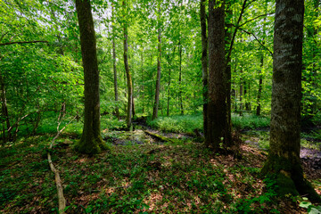 Late springtime deciduous forest by Perebel River