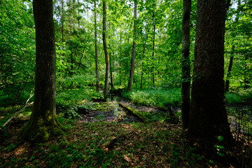 Late springtime deciduous forest by Perebel River