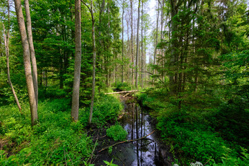 Late springtime deciduous forest by Perebel River