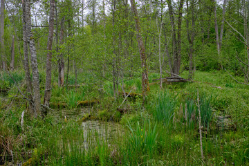 Late springtime deciduous forest with fresh green rich trees around