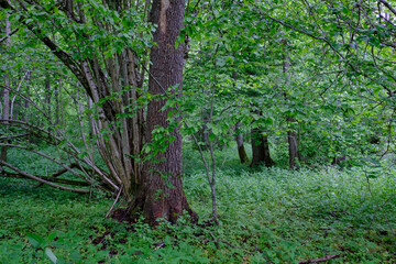 Late springtime deciduous forest with fresh green rich trees around