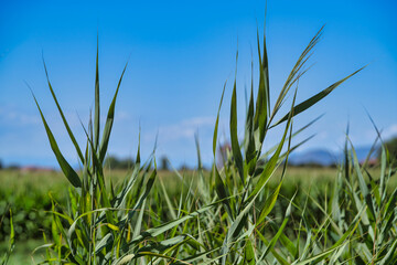 Green reeds growing in summer under blue sky