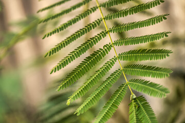 Close up of green leaves growing on branch in nature