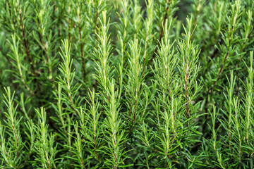 Fresh rosemary growing in a garden creates a vibrant green backdrop