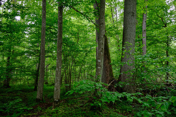 Obraz premium Late springtime deciduous forest with fresh green rich trees around