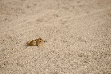 Dog excrement lying on fine sand in a riding school