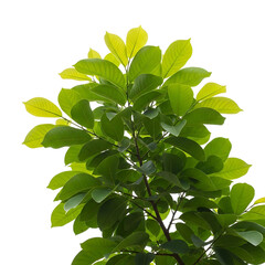 Vibrant green leaves of a lush tree branch isolated on transparent background