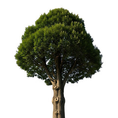 A single lush green tree with a textured brown trunk against a clear blue sky isolated on transparent background