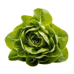 Fresh green butter lettuce head isolated on transparent background for healthy eating