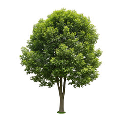 A lush green deciduous tree with a full canopy isolated on transparent background