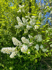 In the summer, bird cherry trees bloom in the National Botanical Garden of Minsk