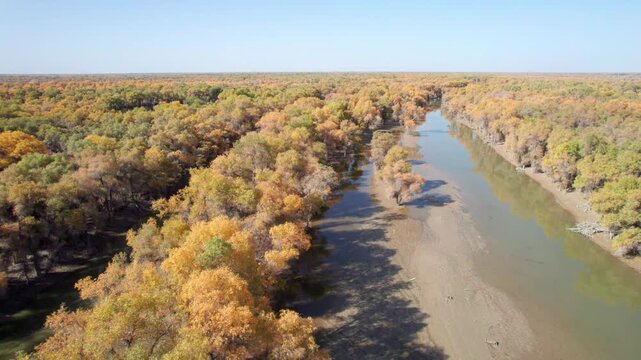 Drone view of golden populus euphratica forest in Gobi desert on sunny autumn day in Tarim Poplar Forest park, Taklamakan Desert, Xinjiang, China, 4k real time high angle view footage, travel concept.