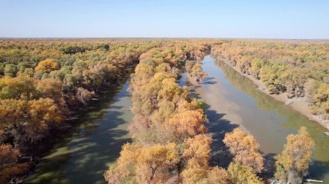 Drone view of golden populus euphratica forest in Gobi desert on sunny autumn day in Tarim Poplar Forest park, Taklamakan Desert, Xinjiang, China, 4k real time high angle view footage, travel concept.